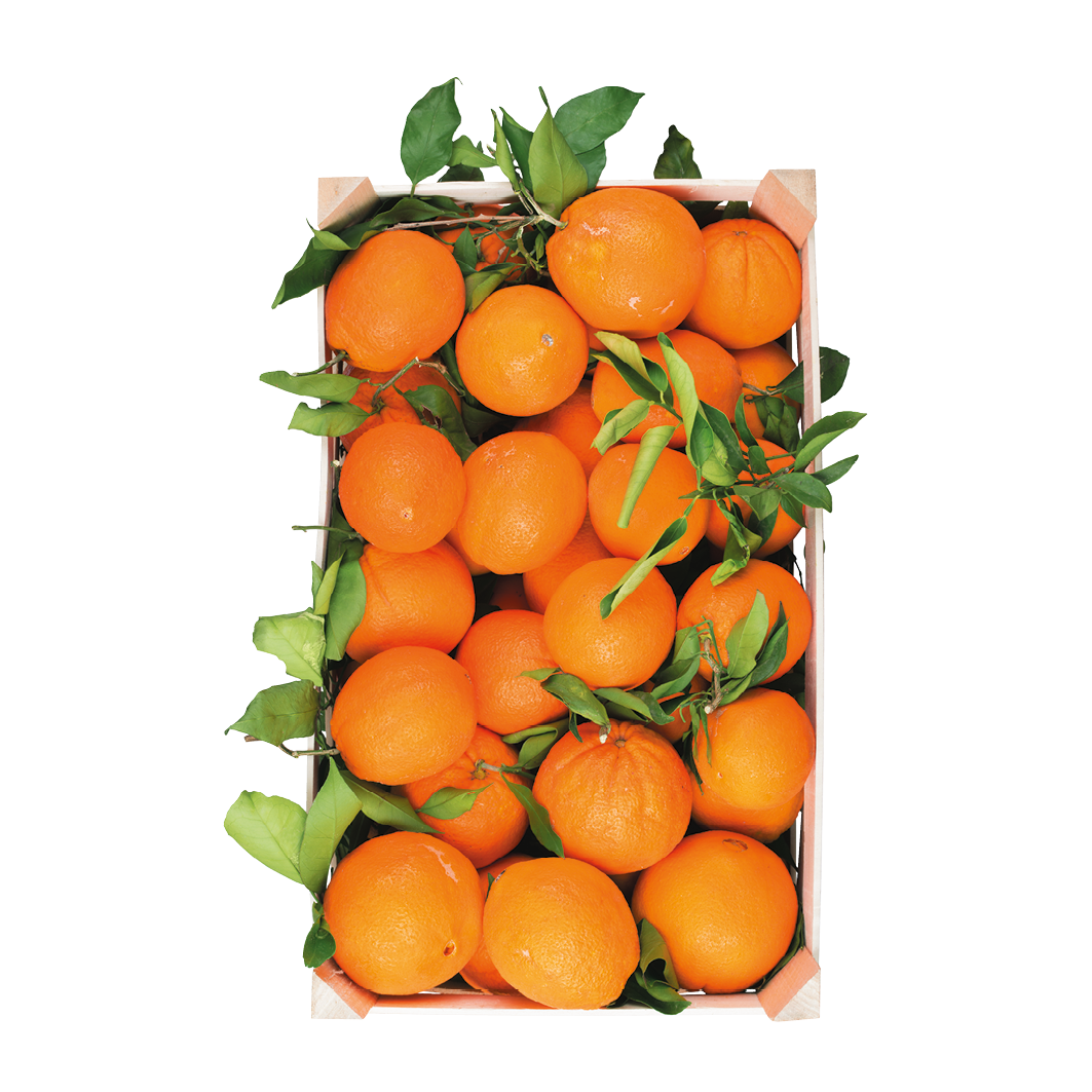 3050 Orangen